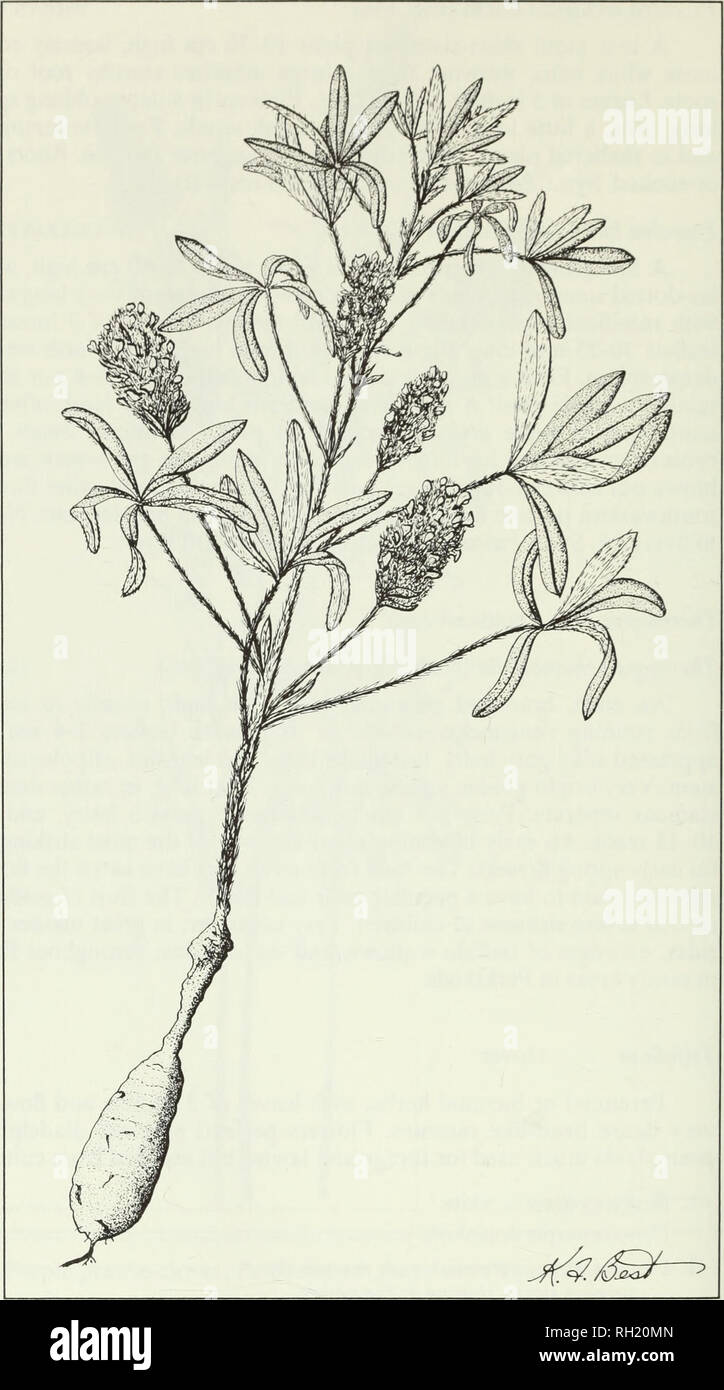 . Budd's flora of the Canadian Prairie Provinces. Botany; Botanique. Fig. 144. Indian breadroot, Psoralea esculenta Pursh. 498. Please note that these images are extracted from scanned page images that may have been digitally enhanced for readability - coloration and appearance of these illustrations may not perfectly resemble the original work.. [Ottawa] : Research Branch, Agriculture Canada Stock Photo