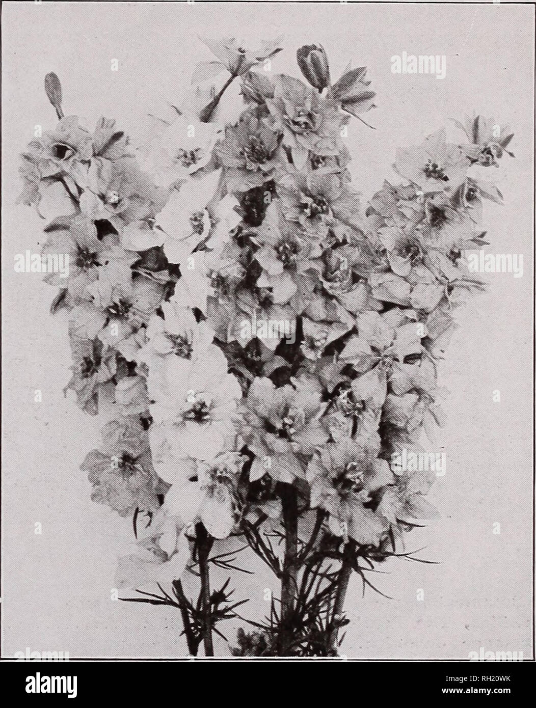 Young alyssum leaves hires stock photography and images Alamy