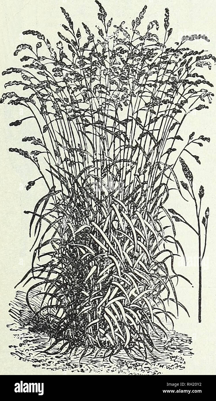 . Bulbs, plants, seeds for autumn planting : 1899. Gardening Equipment and supplies Catalogs; Seeds Catalogs; Bulbs (Plants) Catalogs; Flowers Catalogs; Flowers Seeds Catalogs. PETER HENDERSON &amp; CO., NEW YORK.—RECLEANED GRASS SEEDS. 65 HENDERSONS &quot;RECLEANED&quot; GRASS SEEDS. PALL SOWING IS THE MOST SUCCESSFUL. Prices for Grass Seed are subject to fluctuations of the market. Those herein named are the prices ruling at this date (August), but we cannot be bound by them for any length of time. Write for prices. Awnless Brome Grass. {Bromus Inermis.) A new forage plant of the utmost impo Stock Photo