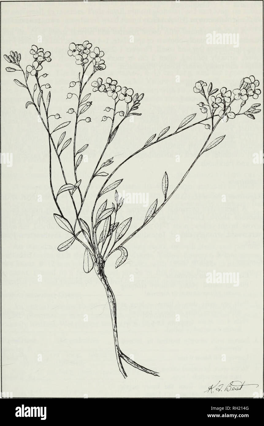 . Budd's flora of the Canadian Prairie Provinces. Botany; Botanique. Fig. 120. Sand bladderpod, Lesquerella ludoviciana (Nutt.) Wats. var. arenosa (Rich.) Wats. 413. Please note that these images are extracted from scanned page images that may have been digitally enhanced for readability - coloration and appearance of these illustrations may not perfectly resemble the original work.. [Ottawa] : Research Branch, Agriculture Canada Stock Photo