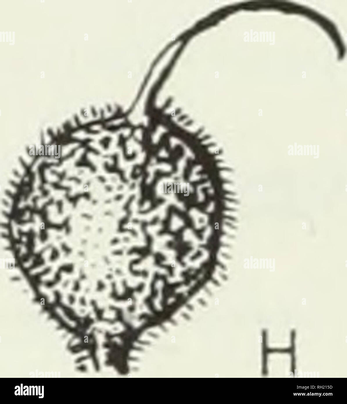 . Budd's flora of the Canadian Prairie Provinces. Botany; Botanique. i Valve Septum Valve /).C. &amp;udd Fig. 117. Pods of the mustard family (Cruciferae): A, a dehiscent pod; B, small alyssum, Alyssum alyssoides L.; C, tower mustard, Arabis glabra (L.) Bernh.; D, false flax, Camelina sativa (L.) Crantz; F, shepherd's-purse, Capsella bursa-pastoris (L.) Medic; F, hare's-ear mustard, Conringia orientalis (L.) Dum.; G, yellow whitlow-grass, Draba nemorosa L. var. leiocarpa Lindbl.; //, sand bladderpod, Lesquerella ludoviciana (Nutt.) Wats. var. arenosa (Rich.) Wats.; /, ball mustard, Nesliapanic Stock Photo