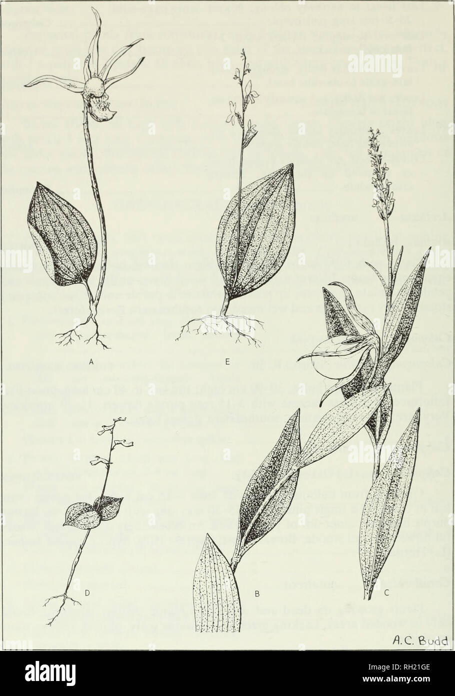 . Budd's flora of the Canadian Prairie Provinces. Botany; Botanique. Fig. 85. Orchids: A, Venus-slipper, Calypso bulbosa (L.) Oakes; B, small yellow lady's-slipper, Cypripedium calceolus L. var.parviflorum (Salisb.) Fern.; C, green-flowered bog orchid, Habenaria hyperborea (L.) R. Br.; Z), northern twayblade, Listera borealis Morong; E, round-leaved orchid, Orchis rotundifolia Banks. 272. Please note that these images are extracted from scanned page images that may have been digitally enhanced for readability - coloration and appearance of these illustrations may not perfectly resemble the ori Stock Photo