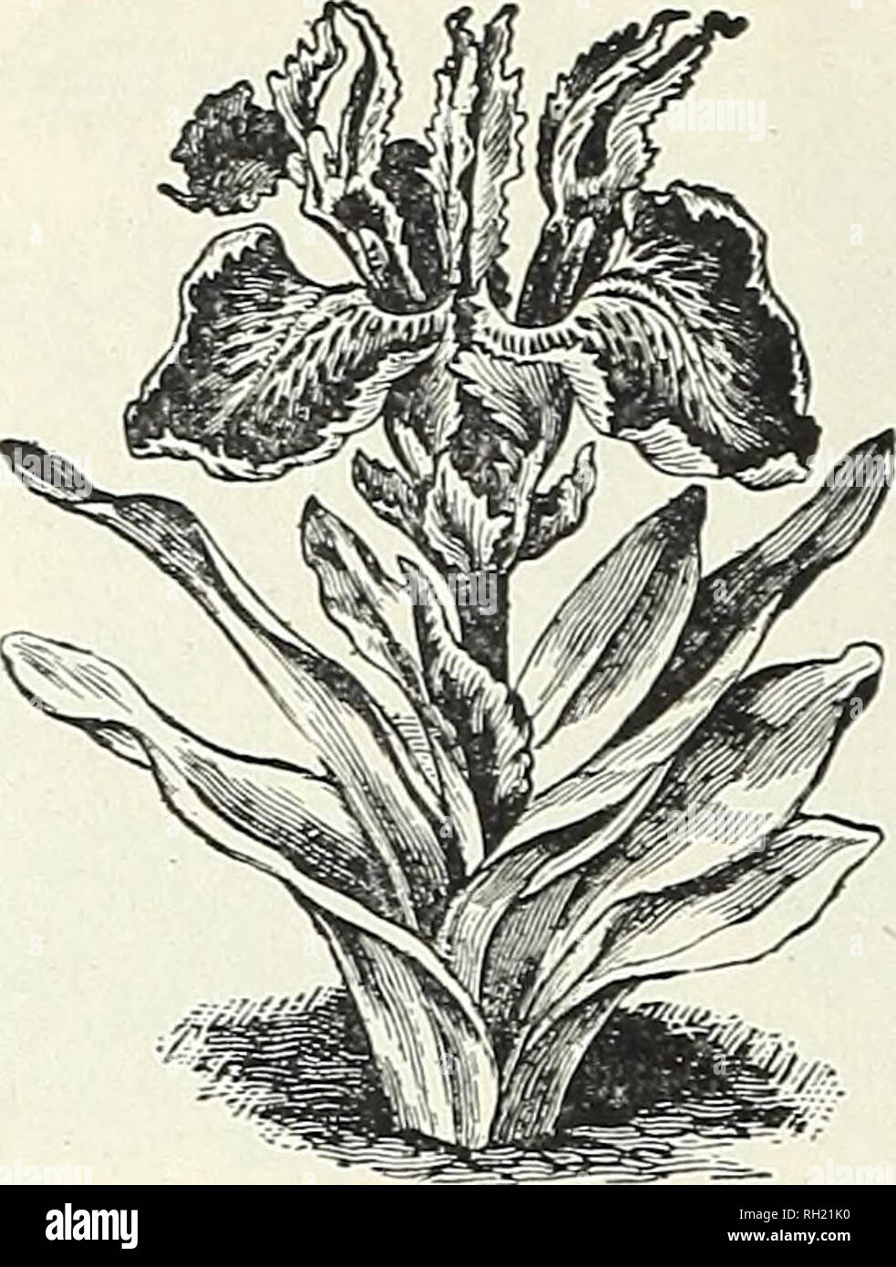Bulbs Plants Seeds For Autumn Planting 1899 Gardening Equipment And Supplies Catalogs Seeds Catalogs Bulbs Plants Catalogs Flowers Catalogs Flowers Seeds Catalogs Please Note That These Images Are Extracted