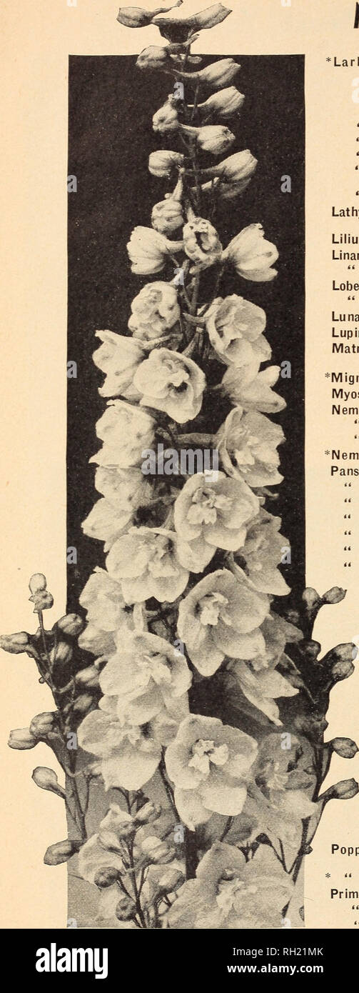 . Bulbs and seeds for fall 1937. Seeds Catalogs; Bulbs (Plants) Catalogs; Vegetables Seeds Catalogs; Seed industry and trade Michigan Detroit. Most Annuals That * Larkspur Lathyrus Lilium Linaria Lobelia Per Pkt. Double Tall Stock Flowered, Branching Sorts. Sky Blue; Pink; Lustrous Carmine; White; Dark Blue or Purple each . 10 Mixed 10 Lilac Supreme 15 Rose Queen 25 White King (New) 15 Upright Class. Blue Spire; Los Angeles Improved; Mixed..each .15 Giant Hyacinth Flowered Mixed. .10 Latifolius (Perennial Sweet Pea) Mixed 10 Regale 15 Fsiiry Bouquet Mixed 15 Maroccana Mixed .10 Celestial or Tr Stock Photo