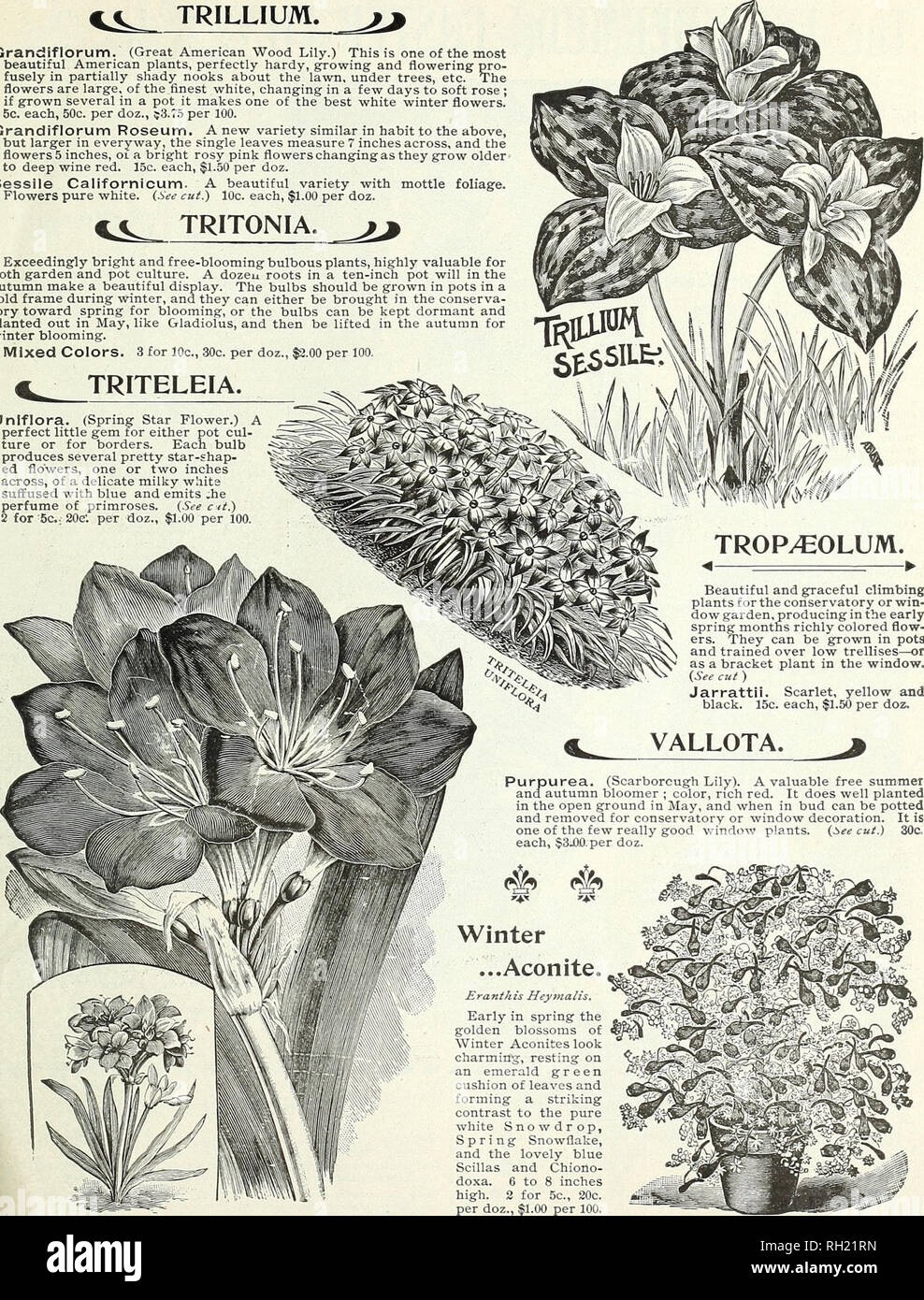 Bulbs, plants, and seeds for autumn planting : 1896. Gardening Equipment  and supplies Catalogs; Seeds Catalogs; Bulbs (Plants) Catalogs; Flowers  Catalogs; Flowers Seeds Catalogs. PETER HENDERSON &amp; CO., NEW  YORK.—AUTUMN FLOWERING