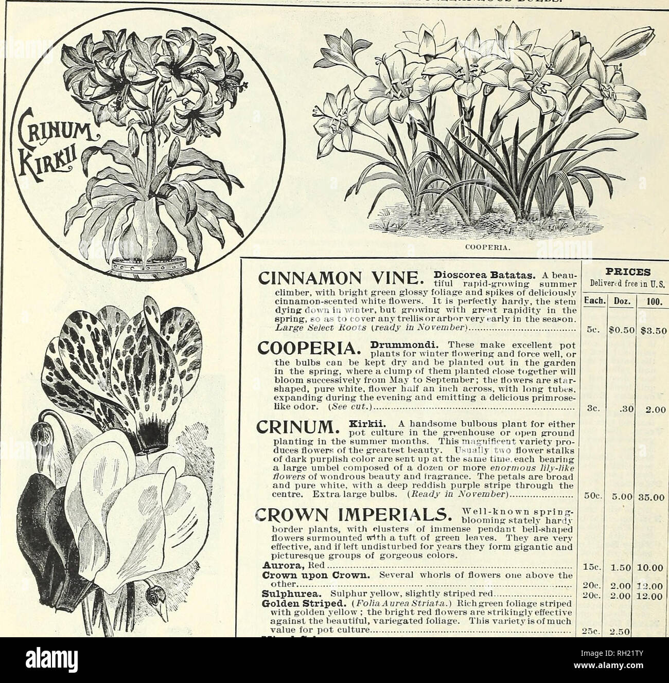 . Bulbs, plants, seeds for autumn planting : 1899. Gardening Equipment and supplies Catalogs; Seeds Catalogs; Bulbs (Plants) Catalogs; Flowers Catalogs; Flowers Seeds Catalogs. 32 PETER HENDERSON &amp; CO., NEW YORK.-MISCELLANEOUS BULBS.. COOPERIA. CINNAMON VINE. Dioscorea Batatas. A beau- tiful rapid-growing summer climber, with bright green glossy foliage and spikes of deliriously cinnamon-scented white flowers. It is perfectly hardy, the stem dying down in winter, but growing with great rapidity in the spring, so as to cover any trellis or arbor very early in the season. Large Select Moots  Stock Photo