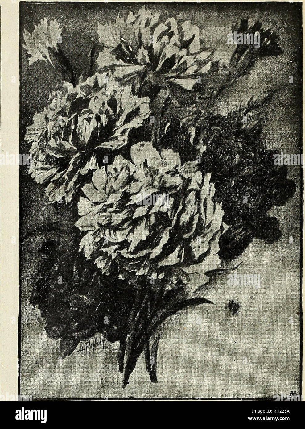 Bulbs Seeds And Florists Supplies Autumn 1902 Seeds Catalogs Vegetables Seeds Catalogs Flowers Seeds Catalogs Fruit Seeds Catalogs Nurseries Horticulture Catalogs Calceolaria Balsams Trade Pkt Oz White Perfection The Best Bulbs Seeds And Florists Supplies Autumn 1902 Seeds Catalogs Vegetables Seeds Catalogs Flowers Seeds Catalogs Fruit Seeds Catalogs Nurseries Horticulture Catalogs Calceolaria Balsams Trade Pkt Oz White Perfection The Best