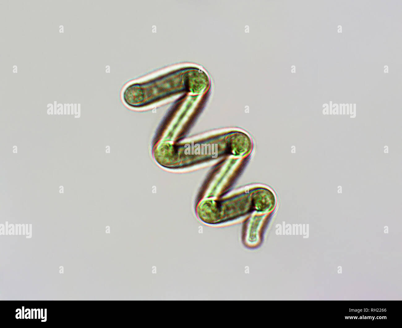 Spirulina algae under microscopic view cyanobacteria 100x Stock Photo