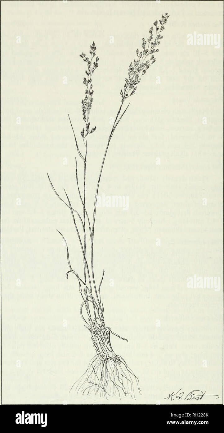 . Budd's flora of the Canadian Prairie Provinces. Botany; Botanique. Fig. 59. Canby blue grass, Poa canbyi (Scribn.) Piper. 162. Please note that these images are extracted from scanned page images that may have been digitally enhanced for readability - coloration and appearance of these illustrations may not perfectly resemble the original work.. [Ottawa] : Research Branch, Agriculture Canada Stock Photo