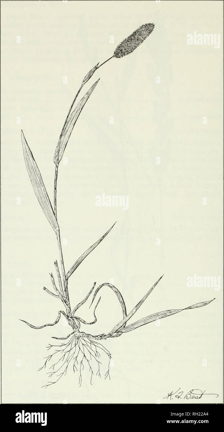 . Budd's flora of the Canadian Prairie Provinces. Botany; Botanique. Fig. 57. Alpine timothy, Phleum alpinum L. 156. Please note that these images are extracted from scanned page images that may have been digitally enhanced for readability - coloration and appearance of these illustrations may not perfectly resemble the original work.. [Ottawa] : Research Branch, Agriculture Canada Stock Photo