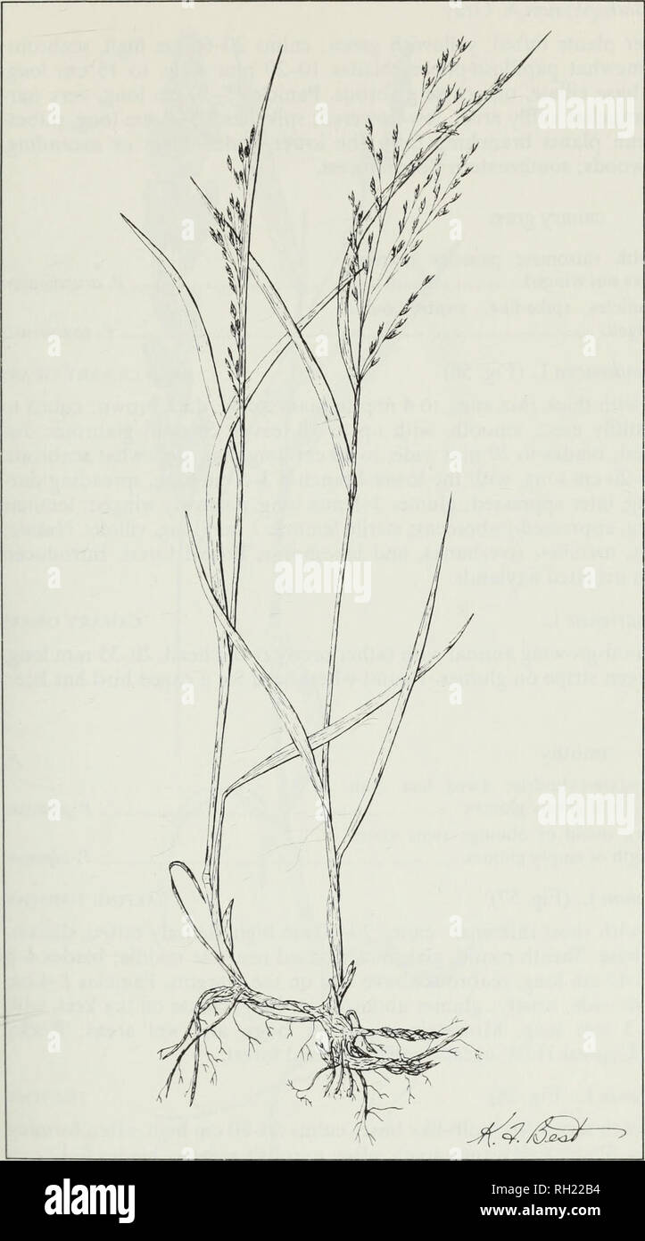 . Budd's flora of the Canadian Prairie Provinces. Botany; Botanique. Fig. 55. Switch grass, Panicum virgatum L. 153. Please note that these images are extracted from scanned page images that may have been digitally enhanced for readability - coloration and appearance of these illustrations may not perfectly resemble the original work.. [Ottawa] : Research Branch, Agriculture Canada Stock Photo