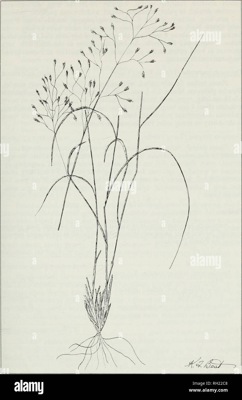 . Budd's flora of the Canadian Prairie Provinces. Botany; Botanique. Fig. 54. Indian rice grass, Oryzopsis hymenoides (Roem. &amp; Schult.) Ricker. 149. Please note that these images are extracted from scanned page images that may have been digitally enhanced for readability - coloration and appearance of these illustrations may not perfectly resemble the original work.. [Ottawa] : Research Branch, Agriculture Canada Stock Photo