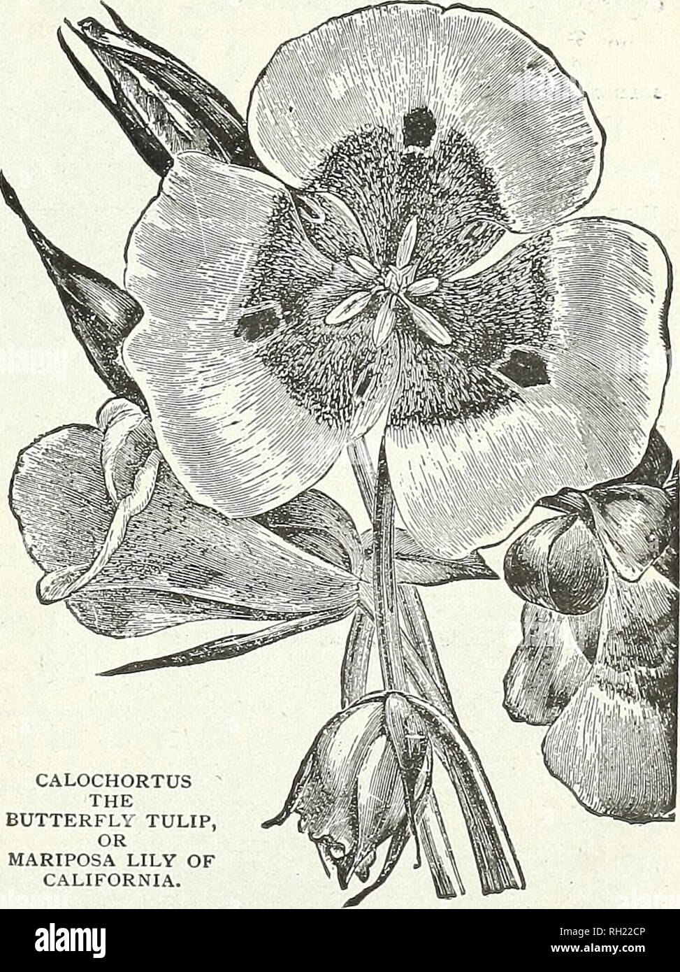 . Bulbs, plants, and seeds for autumn planting : 1896. Gardening Equipment and supplies Catalogs; Seeds Catalogs; Bulbs (Plants) Catalogs; Flowers Catalogs; Flowers Seeds Catalogs. CALOCHORTUS THE BUTTERFLY TULIP, OR MARIPOSA LILY OF CALIFORNIA. -^^^â¢^CRINUM KIRKII. CRINUM KIRKU. (Ready in November.) Very handsome bulbous plants for either pot culture, in the greenhouse or open ground plantmg in the summer months. This magnificent variety produces flowers of the greatest beauty. Usually two flower stalks of dark purplish color are sent up at the same time, each bearing a large umbel composed  Stock Photo