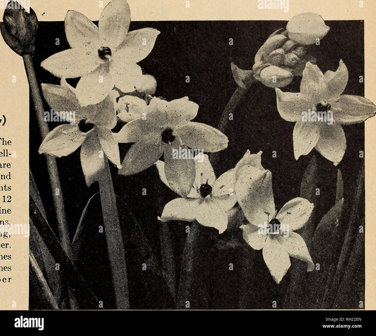 Bulbs And Seeds For Fall 1935 Seeds Catalogs Bulbs Plants