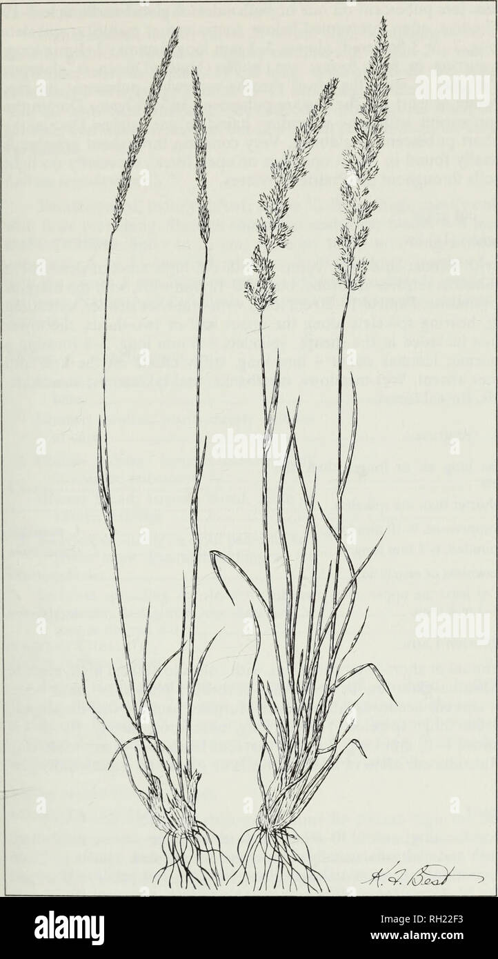 . Budd's flora of the Canadian Prairie Provinces. Botany; Botanique. Fig. 50. June grass, Koeleria gracilis Pers. 139. Please note that these images are extracted from scanned page images that may have been digitally enhanced for readability - coloration and appearance of these illustrations may not perfectly resemble the original work.. [Ottawa] : Research Branch, Agriculture Canada Stock Photo
