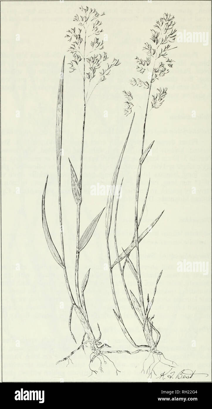 . Budd's flora of the Canadian Prairie Provinces. Botany; Botanique. Fig. 48. Sweet grass, Hierochloe odorata (L.) Beauv. 136. Please note that these images are extracted from scanned page images that may have been digitally enhanced for readability - coloration and appearance of these illustrations may not perfectly resemble the original work.. [Ottawa] : Research Branch, Agriculture Canada Stock Photo