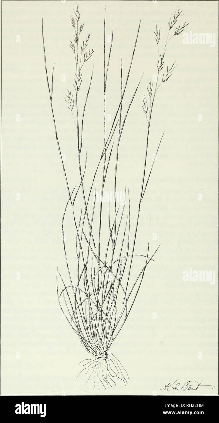 . Budd's flora of the Canadian Prairie Provinces. Botany; Botanique. Fig. 46. Idaho fescue, Festuca idahoensis Elmer. 130. Please note that these images are extracted from scanned page images that may have been digitally enhanced for readability - coloration and appearance of these illustrations may not perfectly resemble the original work.. [Ottawa] : Research Branch, Agriculture Canada Stock Photo