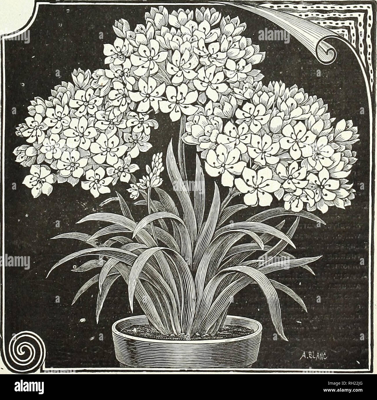 . Bulbs, plants, and seeds for autumn planting : 1896. Gardening Equipment and supplies Catalogs; Seeds Catalogs; Bulbs (Plants) Catalogs; Flowers Catalogs; Flowers Seeds Catalogs. Bulbs. ? ? ? AL5TR0MERIA. ? Peruvian Lilies. Tuberous-rooted plants, robust and abundant blooming, with beautiful, large lily-like T.owcrs of great beauty, borne in clusters during the summer; colors, crimson, rose, yellow, purple, etc., shaded and marked. They are splendid for cutting, being of much substance and lasting in perfection for a long time. Splendid subjects for either pot culture or for planting out in  Stock Photo