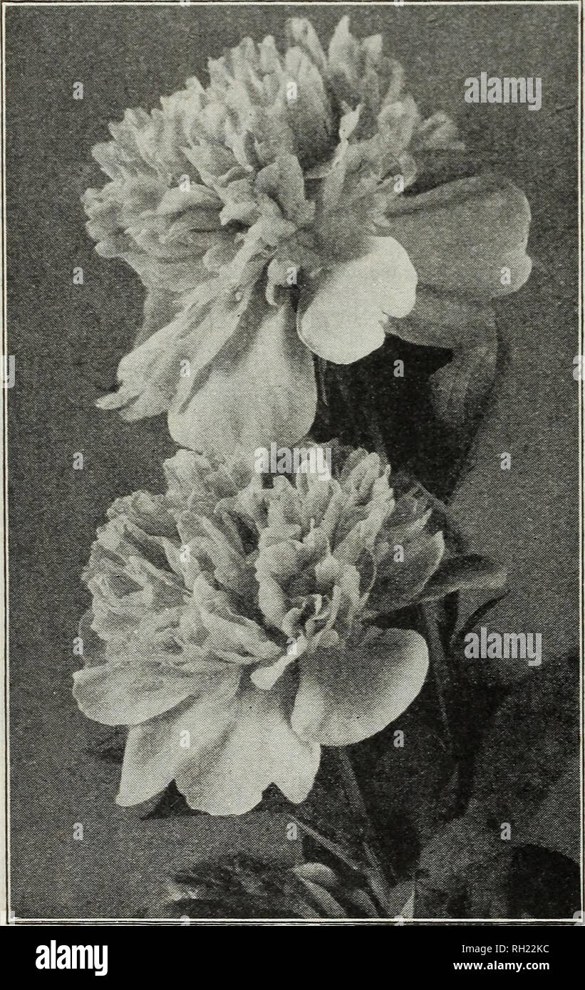 . Bulbs &amp; seeds : autumn 1928. Seeds Catalogs; Bulbs (Plants) Catalogs; Vegetables Seeds Catalogs. PEONIES (DOUBLE CHINESE) Ready in September The Peony, of all the list of bulbous or tuberous-rooted plants, is perhaps the oldest and best known inhabitant of the flower garden and in the improved double Chinese forms {Paeonia Chinensis) offered by us the flowers are perfectly double, many being very fragrant and all of massive size. The abundant dark green foliage is exceptionally clean and attrac- tive. Peonies will do well in almost any garden soil, but the better enriched the soil, and t Stock Photo