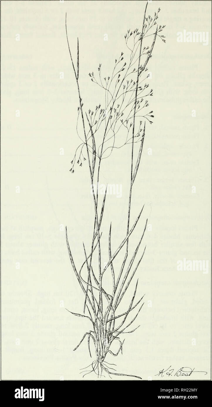 . Budd's flora of the Canadian Prairie Provinces. Botany; Botanique. Fig. 42. Tufted hair grass, Deschampsia caespitosa (L.) Beauv. 118. Please note that these images are extracted from scanned page images that may have been digitally enhanced for readability - coloration and appearance of these illustrations may not perfectly resemble the original work.. [Ottawa] : Research Branch, Agriculture Canada Stock Photo