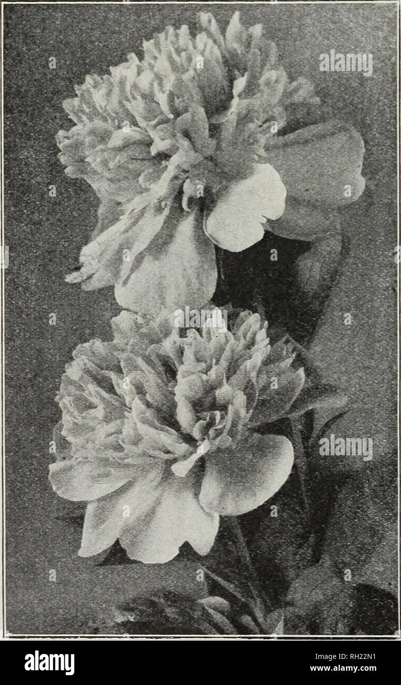 . Bulbs &amp; seeds : autumn 1929. Seeds Catalogs; Bulbs (Plants) Catalogs; Vegetables Seeds Catalogs. PEONIES (DOUBLE CHINESE) Ready in September The Peony, of all the list of bulbous or tuberous-rooted plants, is perhaps the oldest and best known inhabitant of the flower garden and in the improved double Chinese forms {Paeonia Chinensis) offered by us the flowers are perfectly double, many being very fragrant and all of massive size. The abundant dark green foliage is exceptionally clean and attrac- tive. Peonies will do well in almost any garden soil, but the better enriched the soil, and t Stock Photo