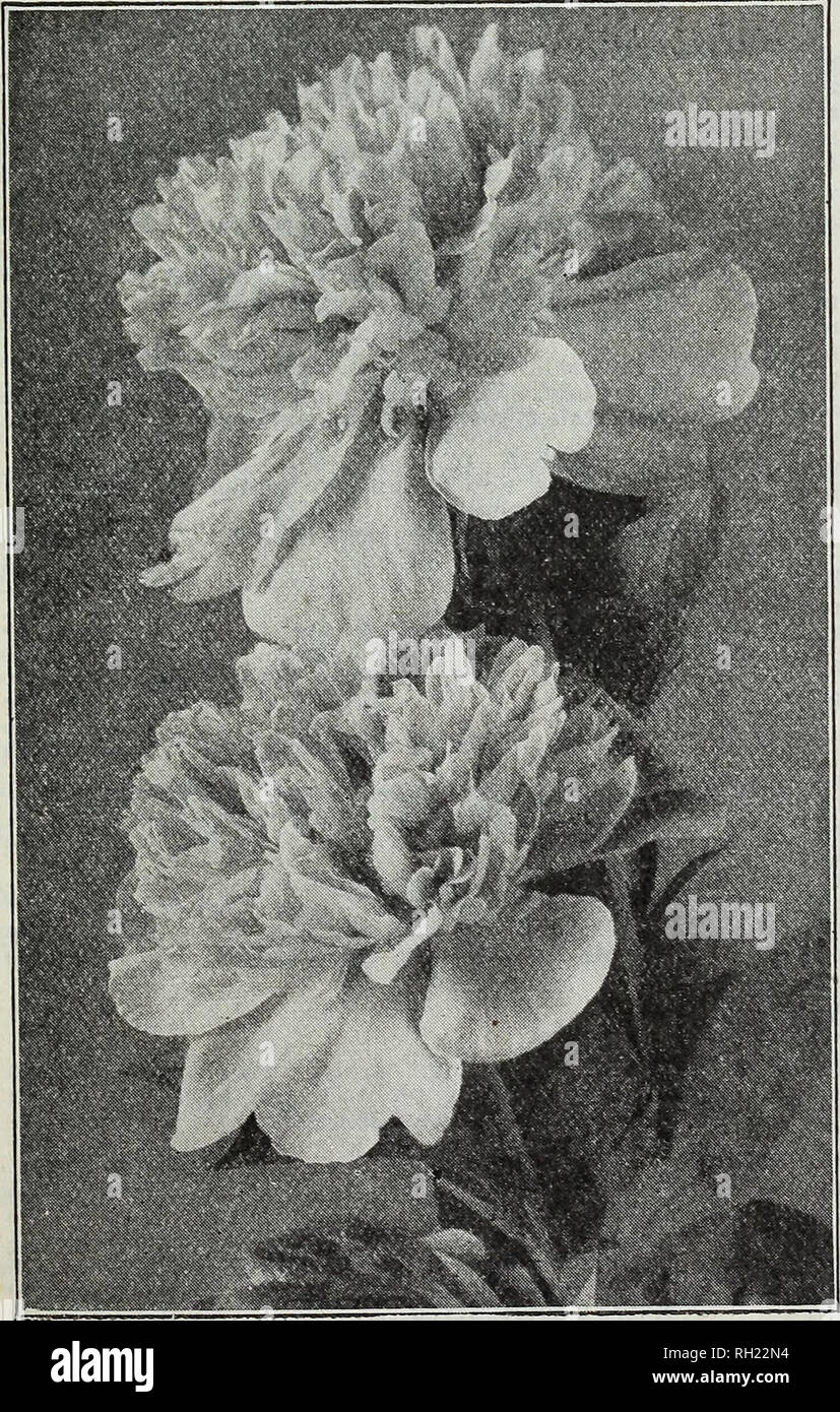 . Bulbs and seeds : autumn 1924. Seeds Catalogs; Bulbs (Plants) Catalogs; Vegetables Seeds Catalogs. PEONIES (DOUBLE CHINESE) Ready in September The Peony, of all the list of bulbous or tuberous-rooted plants, is perhaps the oldest and best known inhabitant of the flower garden and in the improved double Chinese forms {Paeonia Chinensis) offered by us the flowers are perfectly double, many being very fragrant and all of massive size. The abundant dark green foliage is exceptionally clean and attrac- tive. Peonies will do well in almost any garden soil, but the better enriched the soil, and the Stock Photo