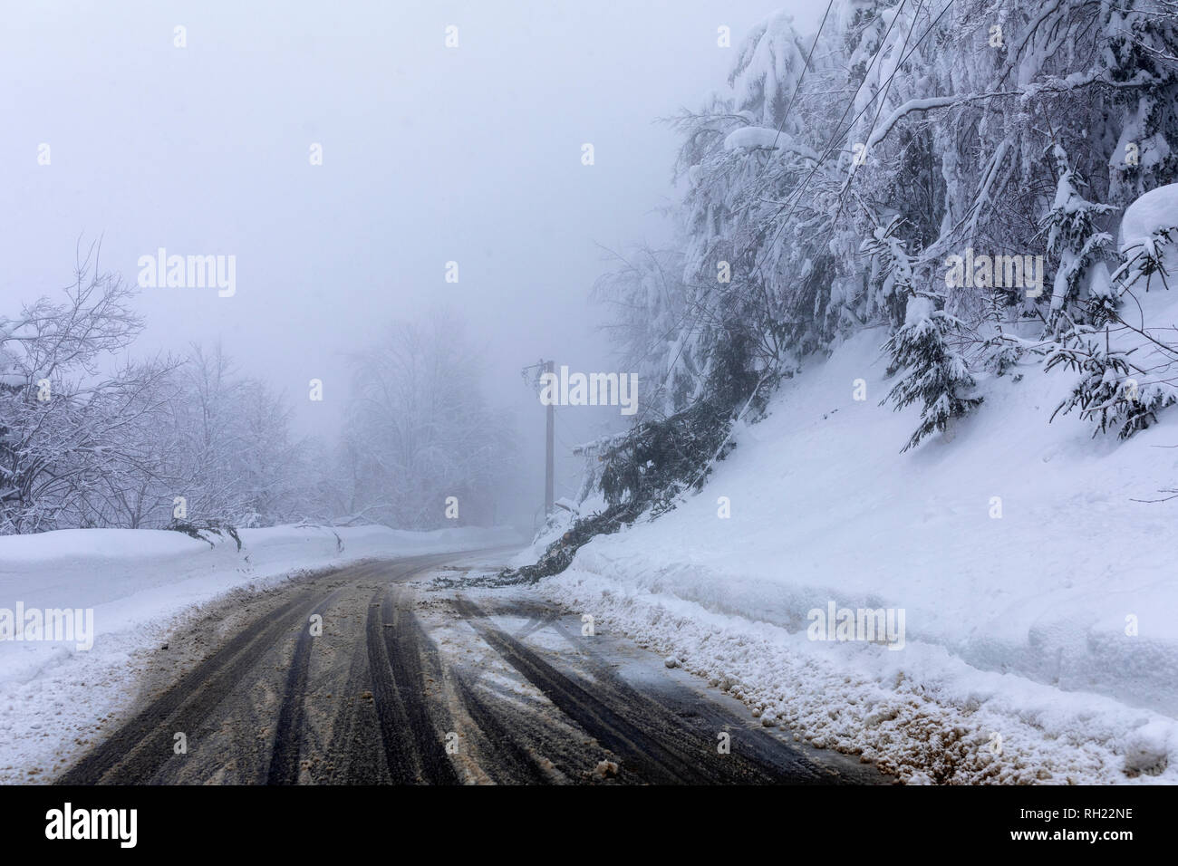 The road through the forest among snow covered trees in winter Stock ...