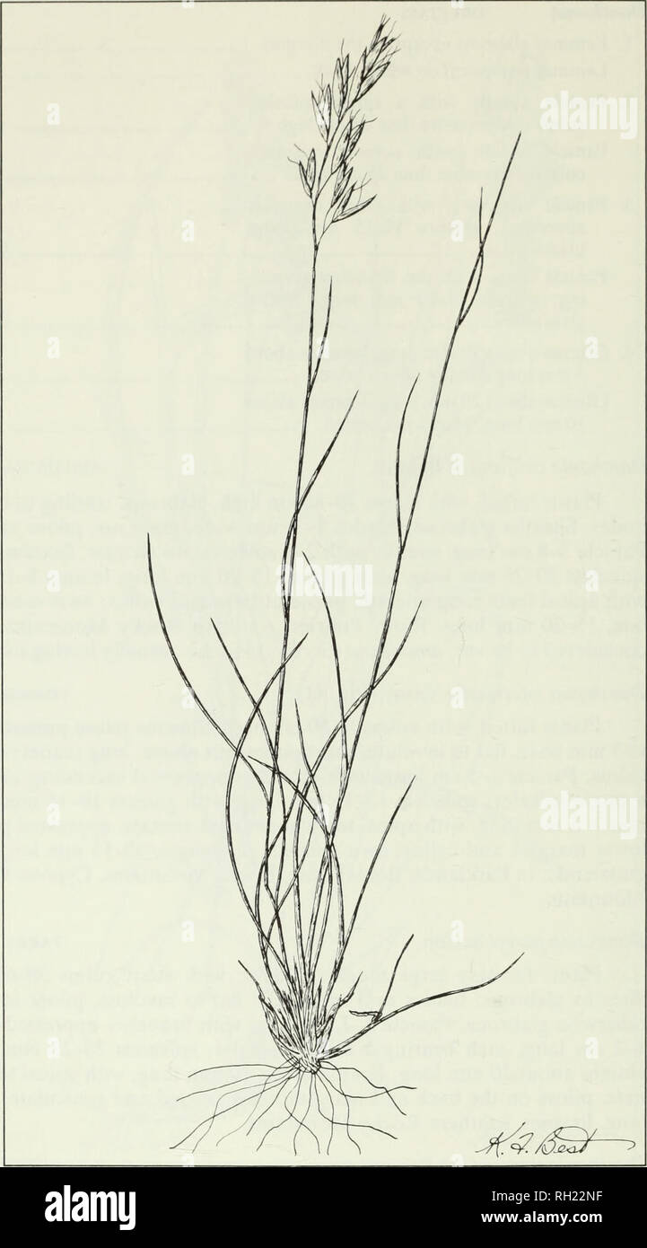 . Budd's flora of the Canadian Prairie Provinces. Botany; Botanique. Fig. 41. Timber oat grass, Danthonia intermedia Vasey. 116. Please note that these images are extracted from scanned page images that may have been digitally enhanced for readability - coloration and appearance of these illustrations may not perfectly resemble the original work.. [Ottawa] : Research Branch, Agriculture Canada Stock Photo
