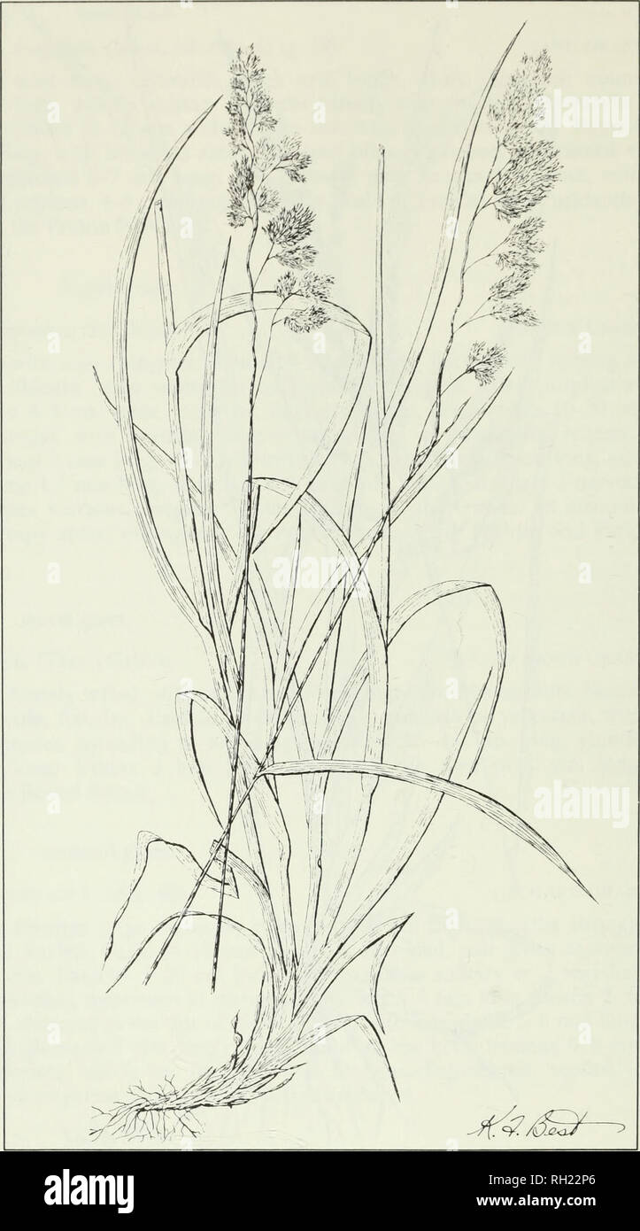 . Budd's flora of the Canadian Prairie Provinces. Botany; Botanique. Fig. 40. Orchard grass, Dactylis glomerata L. 114. Please note that these images are extracted from scanned page images that may have been digitally enhanced for readability - coloration and appearance of these illustrations may not perfectly resemble the original work.. [Ottawa] : Research Branch, Agriculture Canada Stock Photo