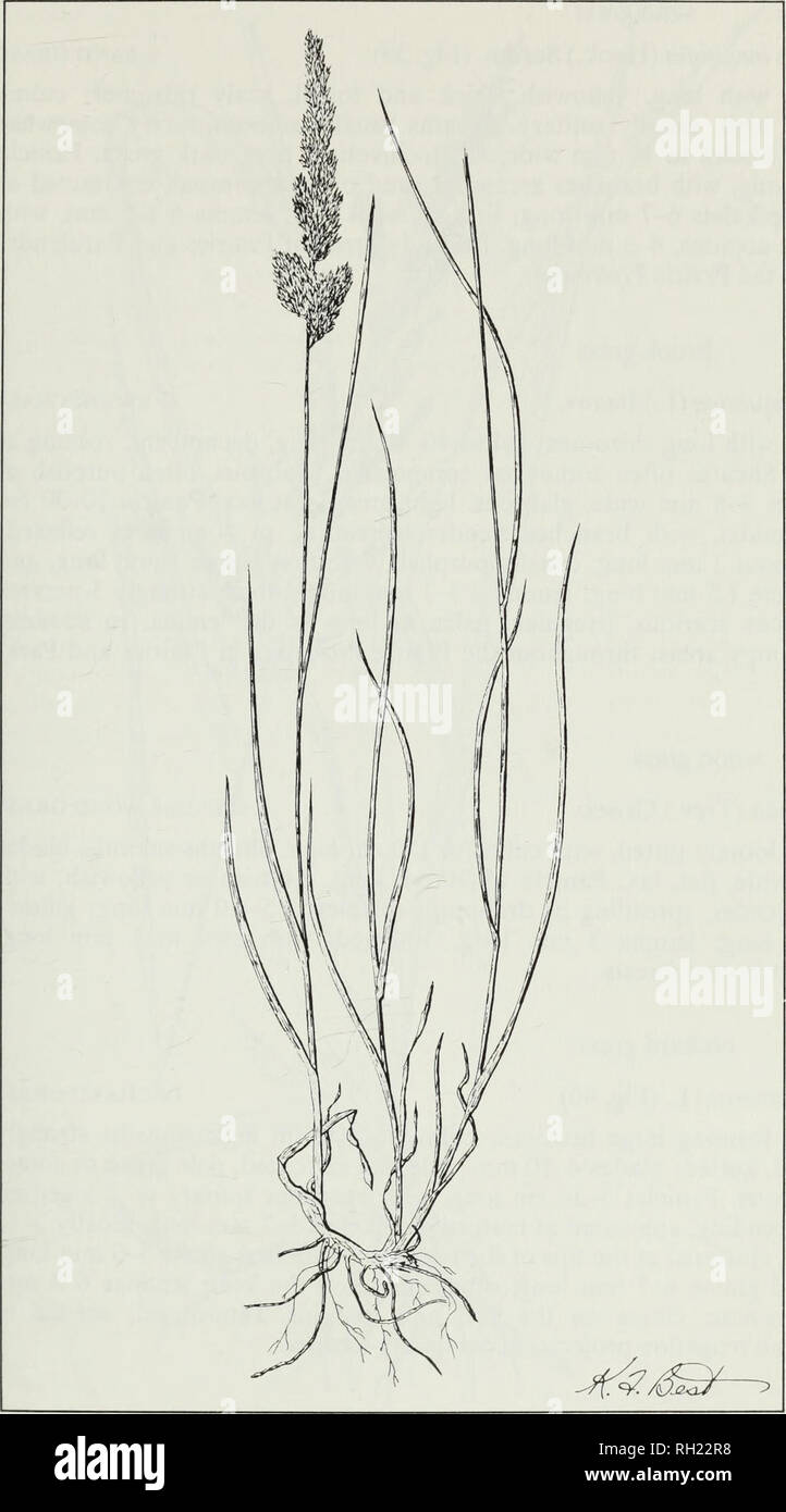 . Budd's flora of the Canadian Prairie Provinces. Botany; Botanique. Fig. 38. Plains reed grass, Calamagrostis montanensis Scribn. Ill. Please note that these images are extracted from scanned page images that may have been digitally enhanced for readability - coloration and appearance of these illustrations may not perfectly resemble the original work.. [Ottawa] : Research Branch, Agriculture Canada Stock Photo
