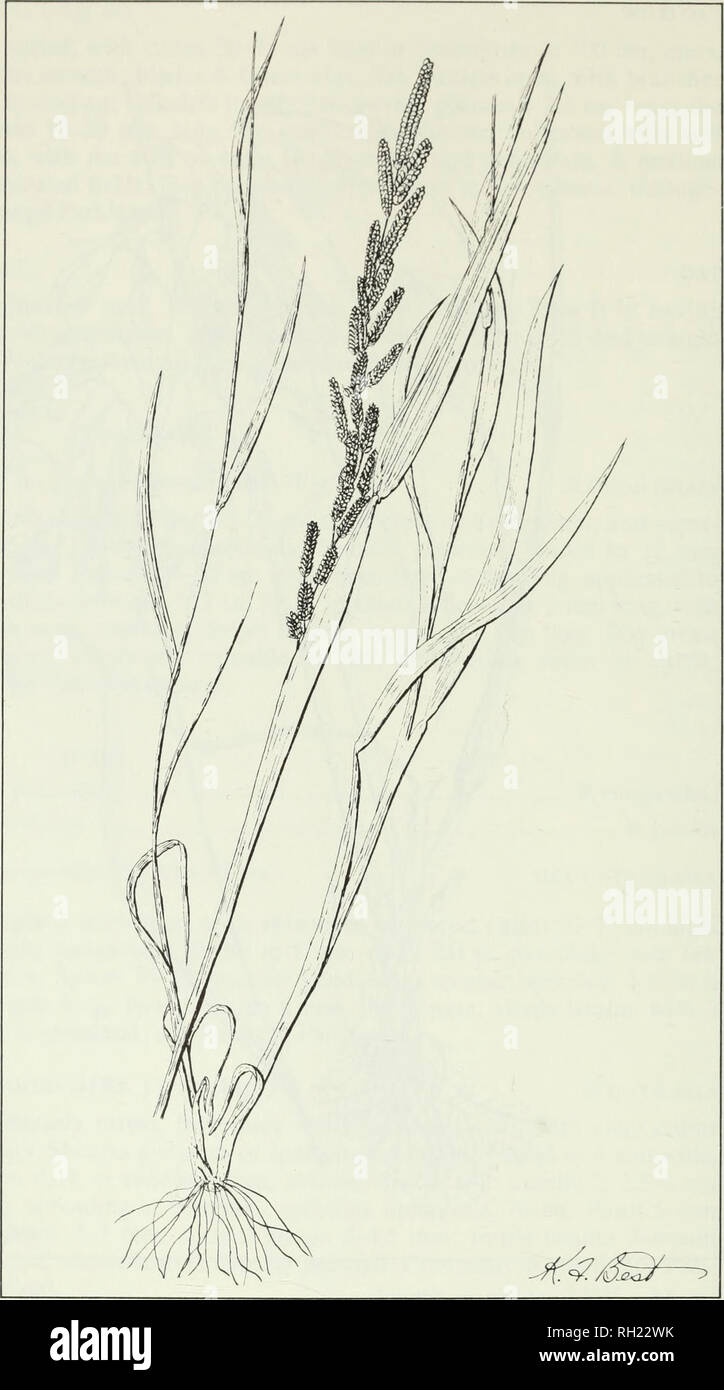 . Budd's flora of the Canadian Prairie Provinces. Botany; Botanique. Fig. 35. Slough grass, Beckmannia syzigaehne (Steud.) Fern. 02. Please note that these images are extracted from scanned page images that may have been digitally enhanced for readability - coloration and appearance of these illustrations may not perfectly resemble the original work.. [Ottawa] : Research Branch, Agriculture Canada Stock Photo