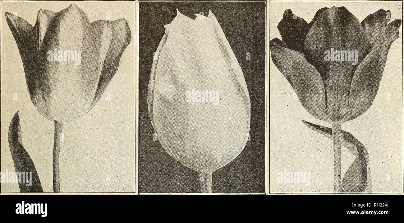 . Bulbs &amp; seeds : autumn 1926. Seeds Catalogs; Bulbs (Plants) Catalogs; Vegetables Seeds Catalogs. D. M. FERRY &amp; CO., DETROIT, MICH. Cottage or May Flowering TulipsâContinued. ISABELLA MOONLIGHT GESNERIANA SPATHULATA Isabella {Shandon Bells, Blushing Bride') E i6 in. Truly exquisite coloring, flower long, rather slender, but of very large size; creamy white, tinged with pink when first open, changing to white and carmine-rose. 8c. each; 6oc. per lo; 1:4.50 per 100. John Ruskin. F 18 in. Apricot rose -shaded mauve; edging of pale yellow. Very attractive in blending of color. ioc.each;8o Stock Photo