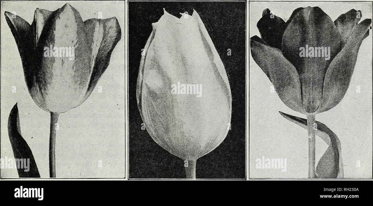 . Bulbs &amp; seeds : autumn 1928. Seeds Catalogs; Bulbs (Plants) Catalogs; Vegetables Seeds Catalogs. D. M. FERRY &amp; CO., DETROIT, MICH Cottage or May Flowering Tulips—continued. ISABELLA MOONLIGHT GESNERIANA SPATHULATA Grenadier. F 24 in. Brilliant orange red flowers of largest size. Yellow base. 9c. each; 70c. per 10; I5.00 per 100. Inglescombe Pink. E 24 hi. A stately and attractive bright rose-pink with a salmon sheen and light bright blue base; large egg-formed flowers. 7c. each; 50c. per 10; I4.00 per 100. Inglescombe Yellow. G 21 in. Clear canary yellow flowers of large size and glo Stock Photo