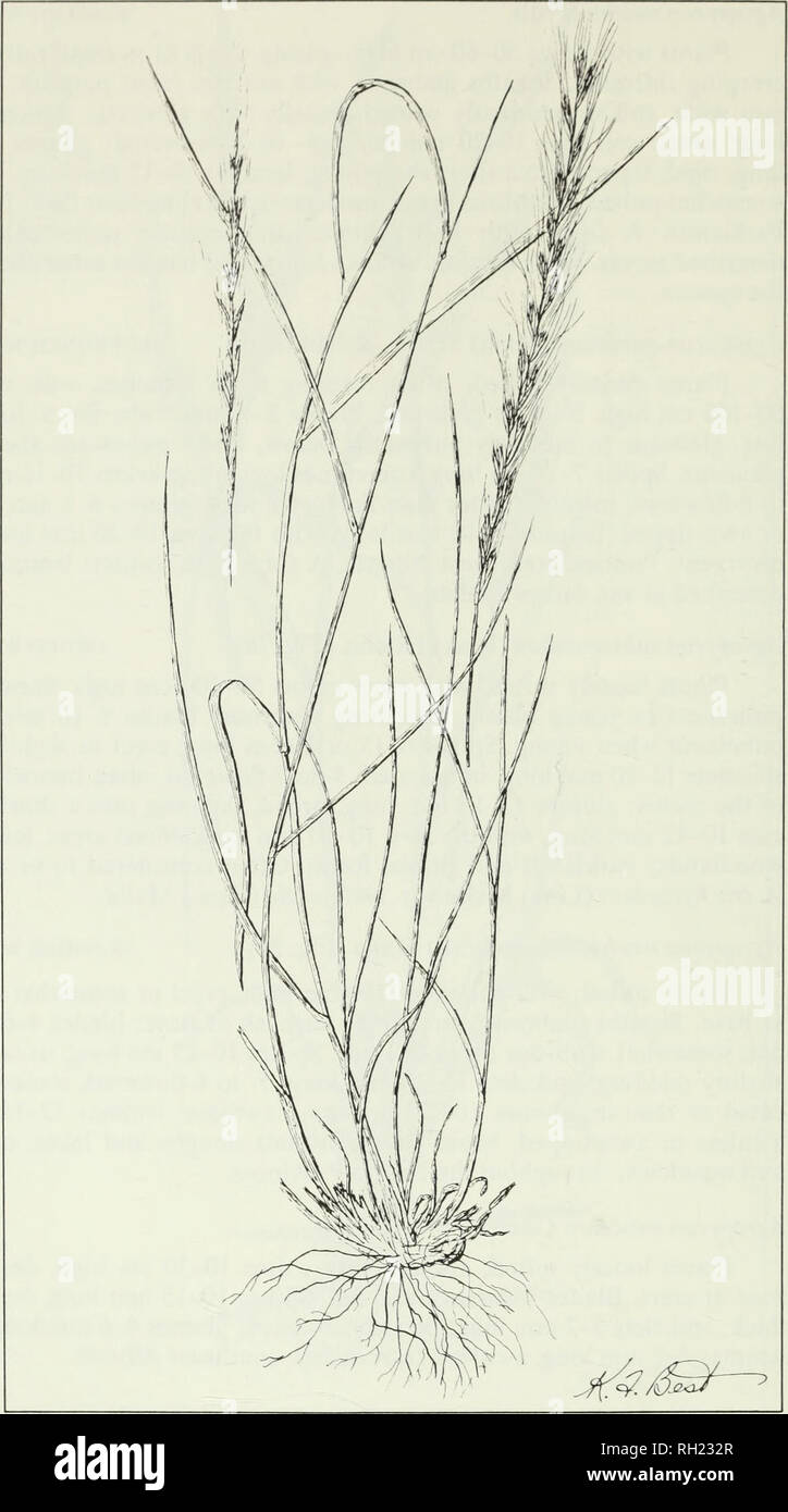 . Budd's flora of the Canadian Prairie Provinces. Botany; Botanique. Fig. 28. Awned wheatgrass, Agropyron subsecundum (Link) Hitchc. 90. Please note that these images are extracted from scanned page images that may have been digitally enhanced for readability - coloration and appearance of these illustrations may not perfectly resemble the original work.. [Ottawa] : Research Branch, Agriculture Canada Stock Photo