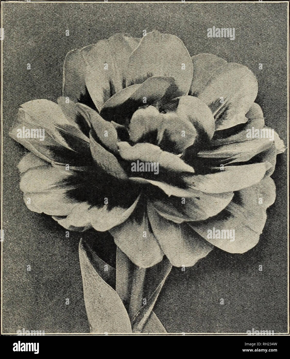 Bulbs And Seeds Autumn 1930 Seeds Catalogs Bulbs Plants Catalogs Vegetables Seeds Catalogs Ferry Morse Seed Co Single Early Tulips Conunued Red And Yellow Each Lo Loo Keizerskroon Ct Extra Large Deep Bulbs And Seeds Autumn 1930 Seeds Catalogs Bulbs Plants Catalogs Vegetables Seeds Catalogs Ferry Morse Seed Co Single Early Tulips Conunued Red And Yellow Each Lo Loo Keizerskroon Ct Extra Large Deep