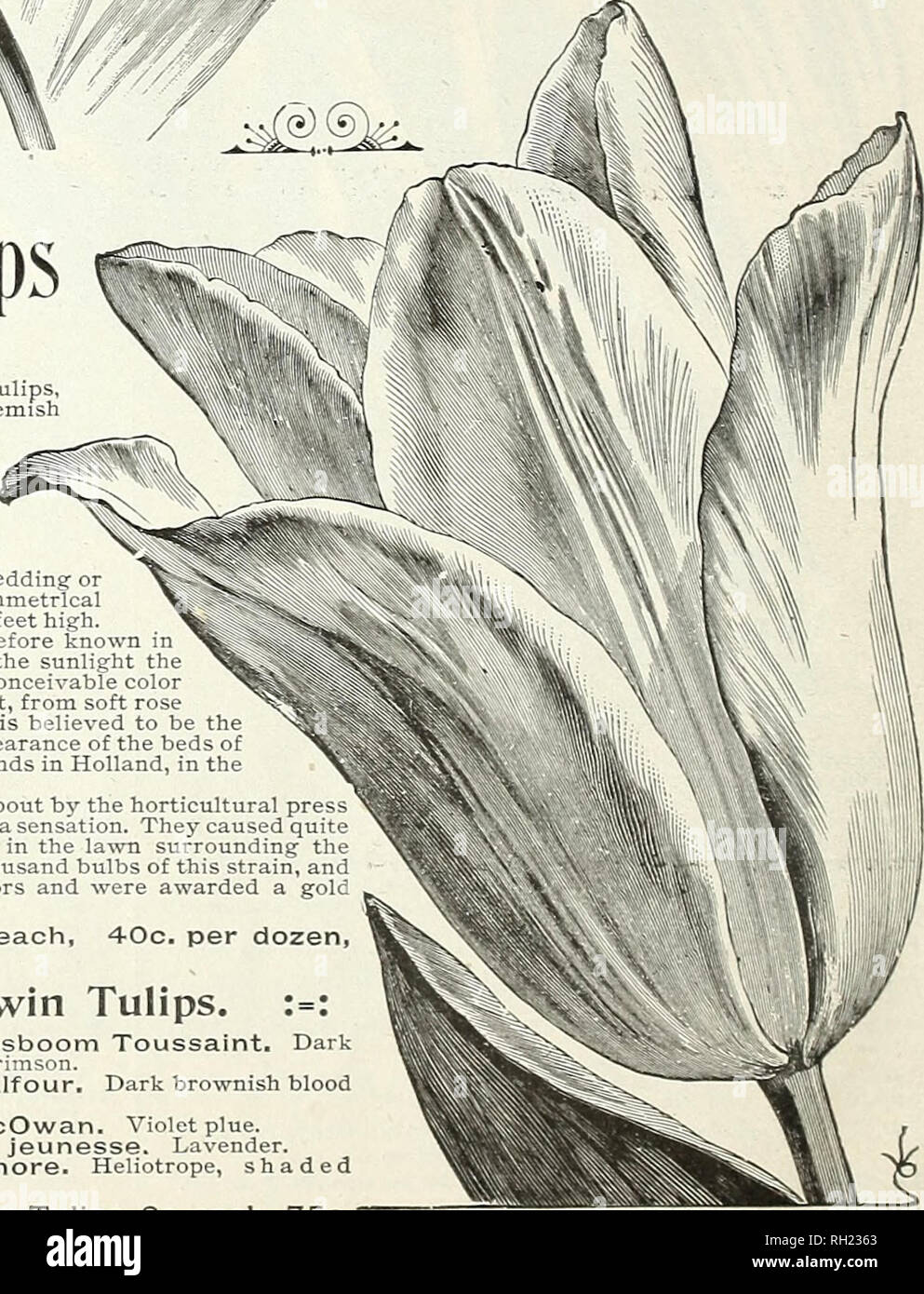 Bulbs Plants And Seeds For Autumn Planting 1896 Gardening Equipment And Supplies Catalogs Seeds Catalogs Bulbs Plants Catalogs Flowers Catalogs Flowers Seeds Catalogs Parrot Tulips Fjew Quot Darwin Quot Tulips These Brilliant