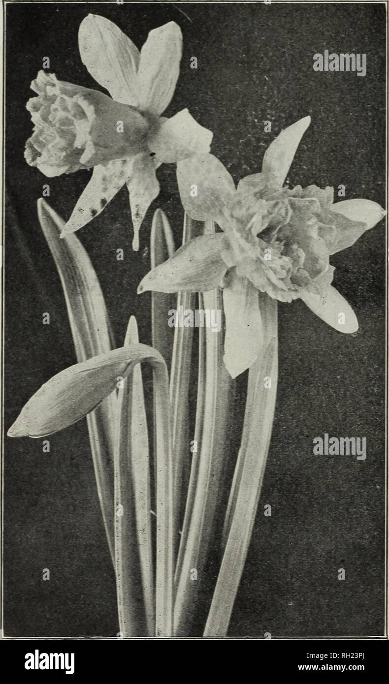 . Bulbs and seeds : autumn 1910. Seeds Catalogs; Bulbs (Plants) Catalogs; Vegetables Seeds Catalogs. 12 M. FERRY &amp; CO. DETROIT, MICH DOUBLE NARCISSUS (daffodil) EACI Albus Plenus Odoratus {Double Poet's XareissHs) pure white, many petals, gardenia-like, sweet scented, late; should be planted as early as possible. {See cut, page ii). I1.25 per 100. 3 Incomparable {Butter and Eggs) light yellow and orange, fragrant, splendid for forcing, winter cut flowers or out of doors. ^1.25 per 100 3 Orange Phoenix {Eggs and Bacon) creamy white and orange, large petals. $1.50 per 100.... 4 Von Sion [Fir Stock Photo