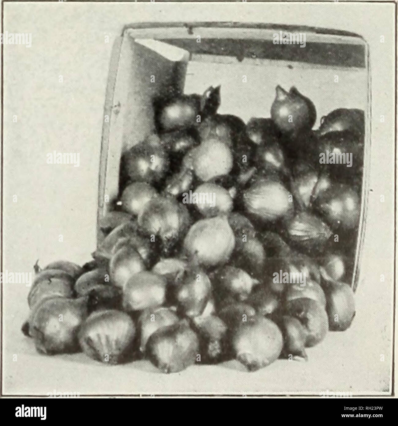 . Bulbs plants and seeds fall 1925. Nurseries (Horticulture) North