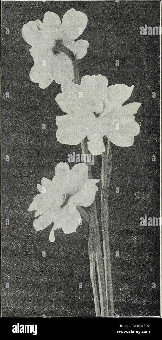 . Bulbs and seeds : autumn 1910. Seeds Catalogs; Bulbs (Plants) Catalogs; Vegetables Seeds Catalogs. ALBUS PLENUS ODORATUs {Sce jjagc W) SINGLE NARCISSUS WITH CUP-SHAPED FLOWERS BarriConspicuus, large,light yellowperianth;short cup edged orange-scarlet, unexcelled for cutting. {See ail) 3c. each; 25c. per doz.; ^1.25 per 100. Barri Maurice Vilmorin, creamy white perianth, long yellow cup, edged and shaded with scarlet. 5c. each; 50c. per doz, Biflorus, creamy white perianth, with yellow cup; two or three flowers on each stem; richly per- fumed. 4 for loc; 25c. per doz.; I1.25 per 100. Incompar Stock Photo