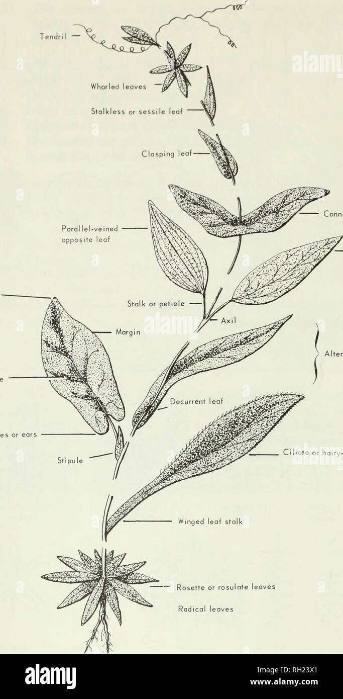 . Budd's flora of the Canadian Prairie Provinces. Botany; Botanique. Apex Blad. ate-perfol iate leaf Net-veined opposite leaf Alternate leaves Auricles or ears e or hairy-margined leaf Rosette or rosulate leaves Radical leaves AC. Budd Fig. 5. Leaf variations. 16. Please note that these images are extracted from scanned page images that may have been digitally enhanced for readability - coloration and appearance of these illustrations may not perfectly resemble the original work.. [Ottawa] : Research Branch, Agriculture Canada Stock Photo
