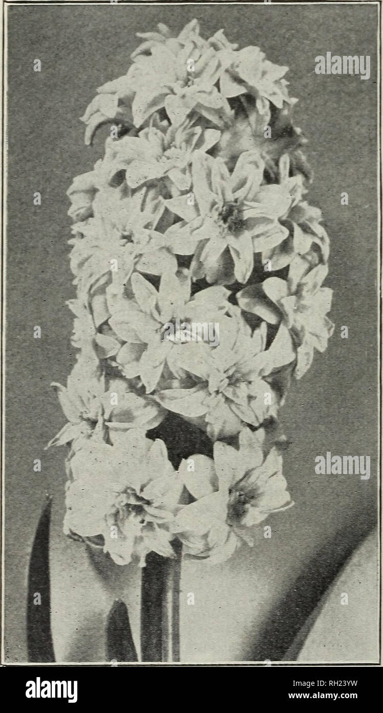 . Bulbs and seeds : autumn 1910. Seeds Catalogs; Bulbs (Plants) Catalogs; Vegetables Seeds Catalogs. M. FERRY CO., DETROIT, MICH DOUBLE HYACINTHS Our double hyacinths are of high grade, and can be depended upon to produce double flowers in a proportion unequaled in inferior grades. The double varieties marked (=*') are desirable for iorcmg. Double White each doz Bouquet Royal, creamy white, large 12 si 25 Isabella, blush white, strong bulb, very double large bells, grand spike 12 1 2^ *La Tour d'Auvergne, clear white, ex- tremely early, tall spike and large bells. 12 i 25 *Prince of 'aterloo Stock Photo