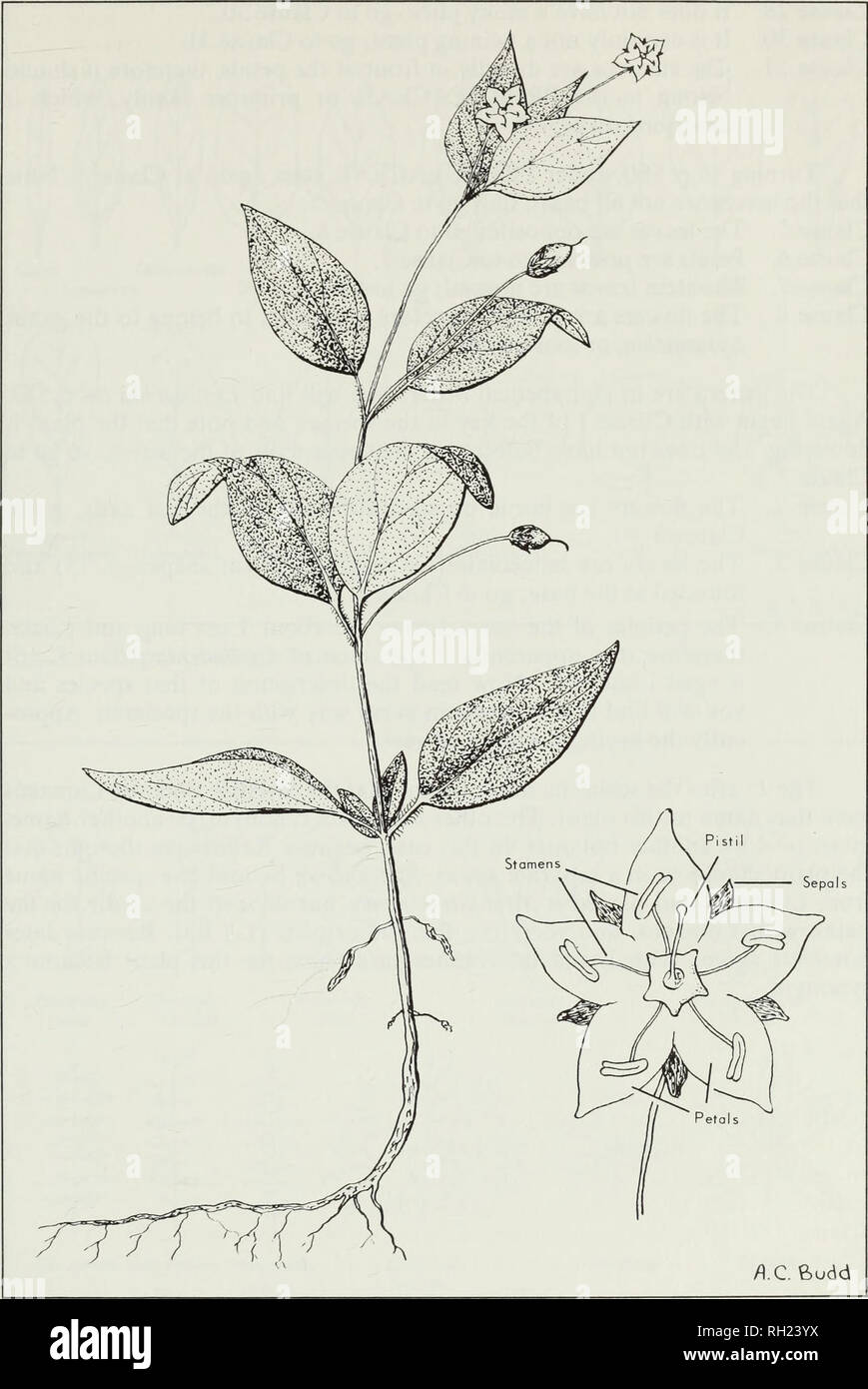 . Budd's flora of the Canadian Prairie Provinces. Botany; Botanique. Fig. 2. A specimen (Lysimachia ciliata L.) illustrating the use of the key. 13. Please note that these images are extracted from scanned page images that may have been digitally enhanced for readability - coloration and appearance of these illustrations may not perfectly resemble the original work.. [Ottawa] : Research Branch, Agriculture Canada Stock Photo