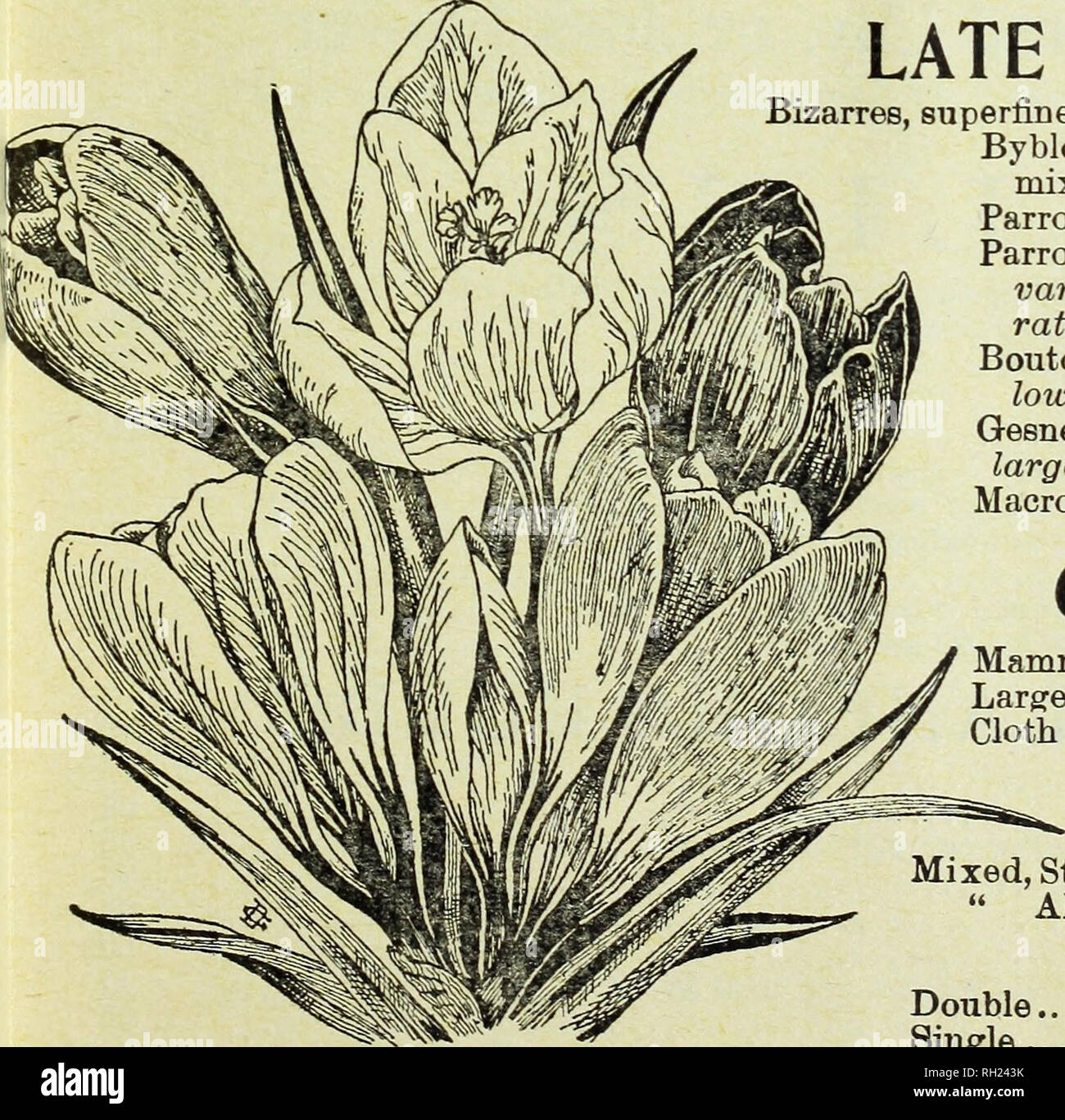 . Bulbs and seeds : autumn 1905. Seeds Catalogs; Bulbs (Plants) Catalogs; Vegetables Seeds Catalogs. D. M. FfeRRY &amp; CO'6 1005 TRADE UST OF BULBS. SINGLE EARLY TULIPS. SUITABLE FOR FORCING OR GROWING IN THE GARDEN. WHITE. Per 100 Per 1000 Due van Thol, White 81 75 Pottebakker, White 1 50 $ 12 00 White Swan, (new) 1 25 10 GO WHITE AND ROSE OR RED. La Keine 80 6 50 Rose Gris de Lin 1 25 Couleur Ponceau 80 6 50 Joost van Vondel 1 25 11 00 ORANGE OR YELLOW. Canary Bh-d 1 25 10 00 Due van Thol, Yellow 2 00 Yellow Prmce 1 00 9 00 Pottebakker, pure yellow 1 50 12 00 Chrysolora 1 00 7 50 RED AND OR Stock Photo