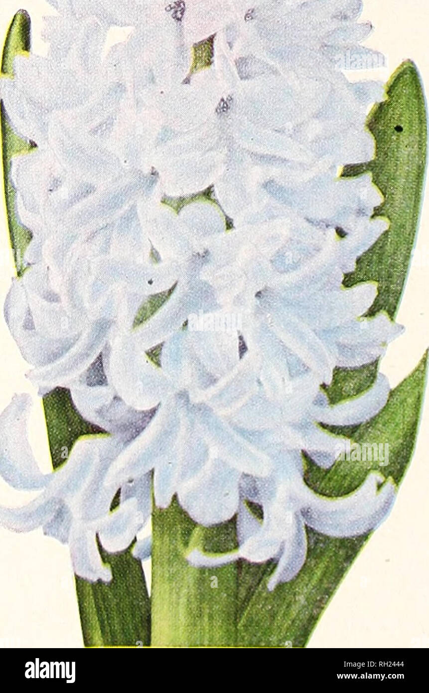 Bulbs Plants Seeds For Autumn Planting Nurseries Horticulture Catalogs Flowers Seeds Catalogs Plants Ornamental Catalogs E O I Lvi Hyacinths For Garden Planting In Southern California And Along The Gulf Coast And Similar