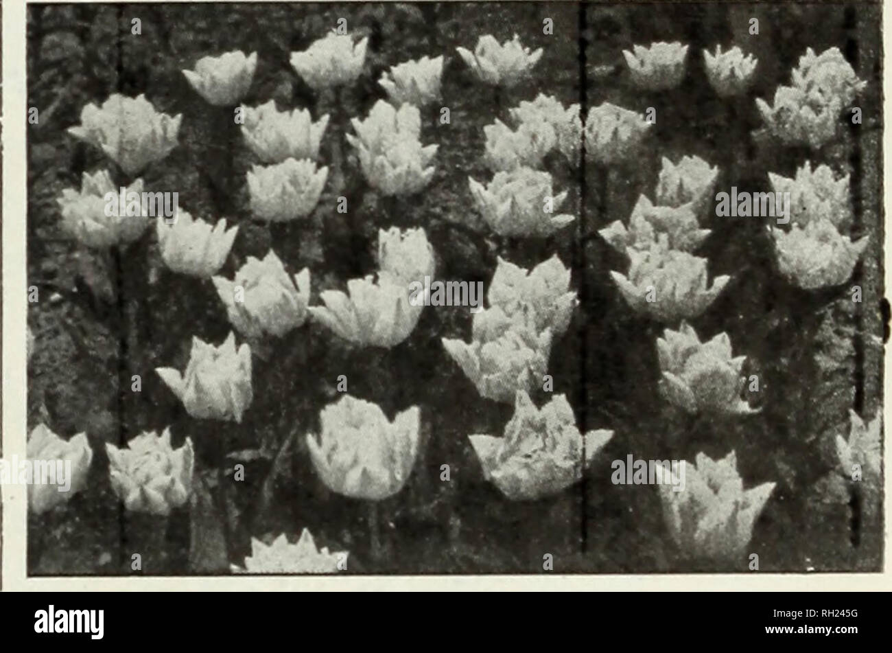 . Bulbs plants and seeds : fall 1925. Nurseries (Horticulture) North Carolina Raleigh Catalogs; Nursery stock North Carolina Raleigh Catalogs; Seeds North Carolina Raleigh Catalogs; Bulbs (Plants) North Carolina Raleigh Catalogs; Vegetables North Carolina Raleigh Catalogs; Gardening Nort. Kaiserkroon Tulips. Superior Double Elarly Tulips Doz. 100. DOULE DE NEIGE. Large peony - like flowers of pure white 70 5.00 CROWN OF GOLD. Flowers rich golden vellow shaded orange 75 5.50 LA CANDEUR. White, late 75 5.50. Pink Beauty Tulip. Wyatt's Selected Double Tulips. MURILLO. Large double light pink flow Stock Photo