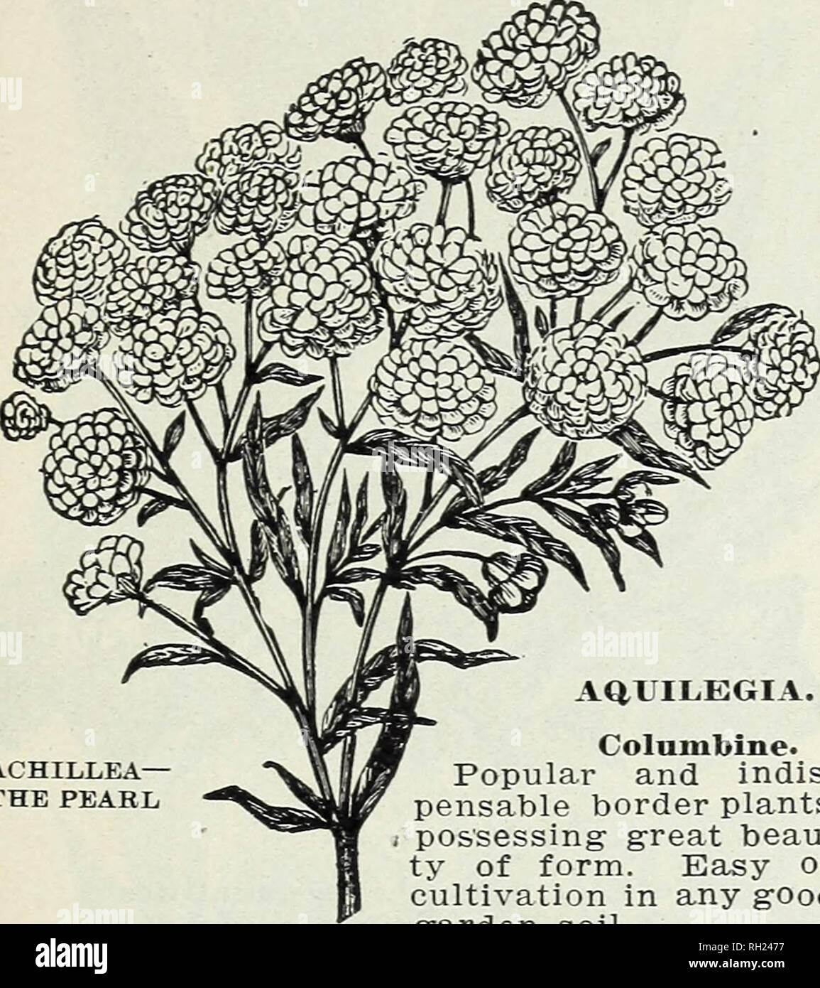 . Bulbs and plants : autumn 1904. Flowers Seeds Catalogs; Bulbs (Plants) Seeds Catalogs; Vegetables Seeds Catalogs; Nurseries (Horticulture) Catalogs; Plants, Ornamental Catalogs; Gardening Equipment and supplies Catalogs. FLOWERING BULBS. PLANTS, ETC. 23 ACHILLEA- THE PEARL HARDY HERBACEOUS PLANTS. Perennial border plants continue to command the attention and enjoy the pop- ularity they so richly deserve. In fact, the demand for them the past season far exceeded that of any previous year in our experience. Our stock embraces a carefullv selected assortment, each variety being the best of its  Stock Photo