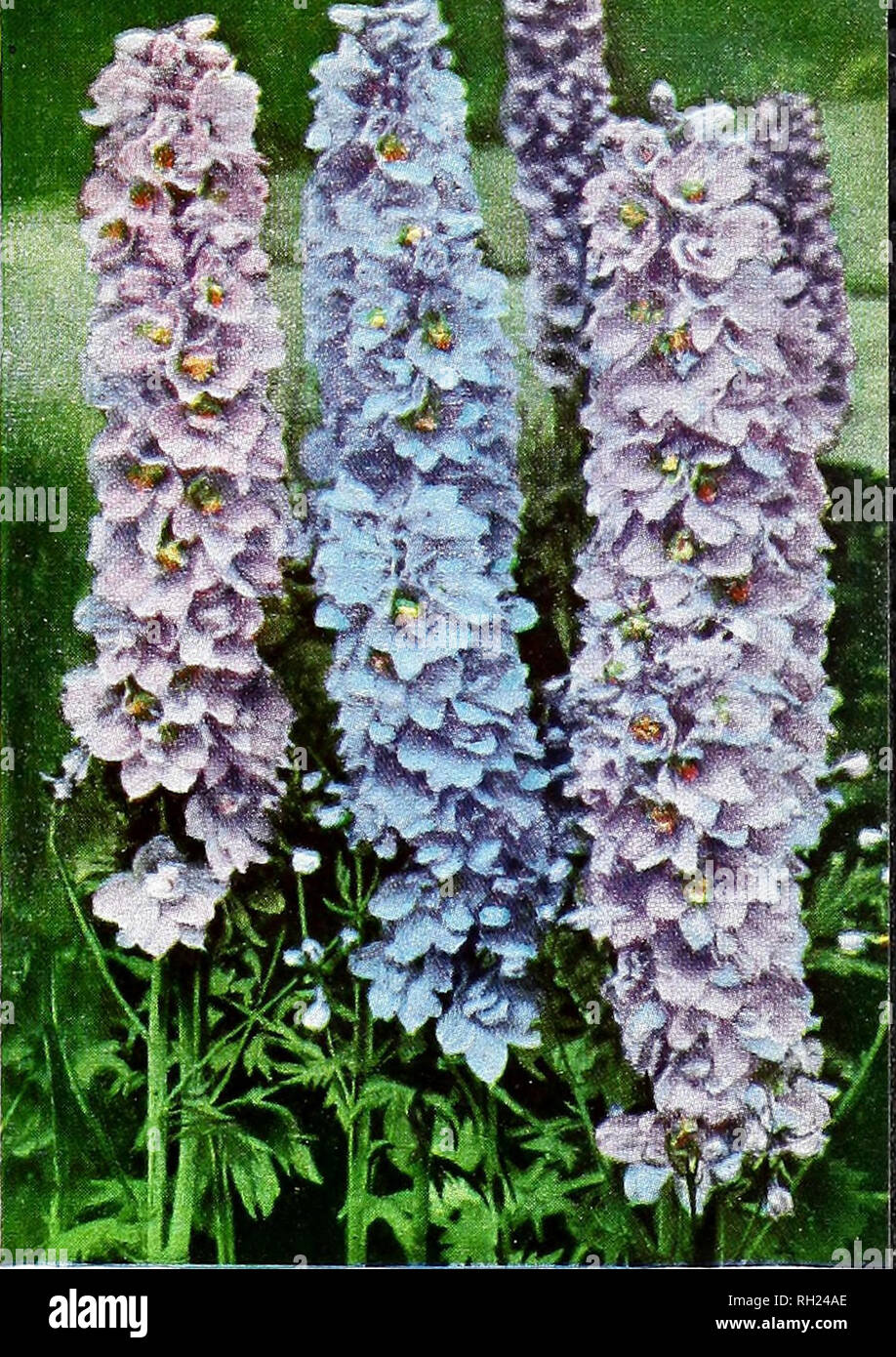Bulbs Plants And Lawn Seeds For Fall 1963 Planting Nurseries