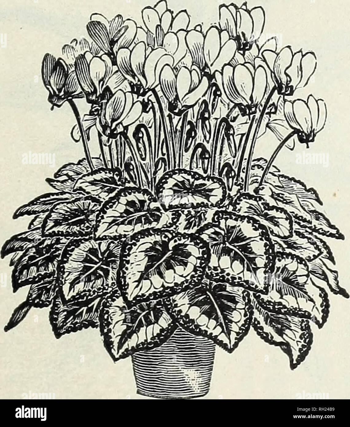 . Bulbs and plants : autumn 1904. Flowers Seeds Catalogs; Bulbs (Plants) Seeds Catalogs; Vegetables Seeds Catalogs; Nurseries (Horticulture) Catalogs; Plants, Ornamental Catalogs; Gardening Equipment and supplies Catalogs. ASPARAGUS PLUMOSUS NANUS. Cyperus Alternifolius. (Umbrella Plant.) An excellent house plant, too well known to need any description. Each. In 3-inch pot 15 In 4-inch pot 25 In 5-inch pot 50 Asparagus. Very pretty and graceful Fern-like plants rival- ling- in beauty even the delicate Maiden Hair Fern. They are excellent house plants and succeed well with ordinary care. Plumos Stock Photo