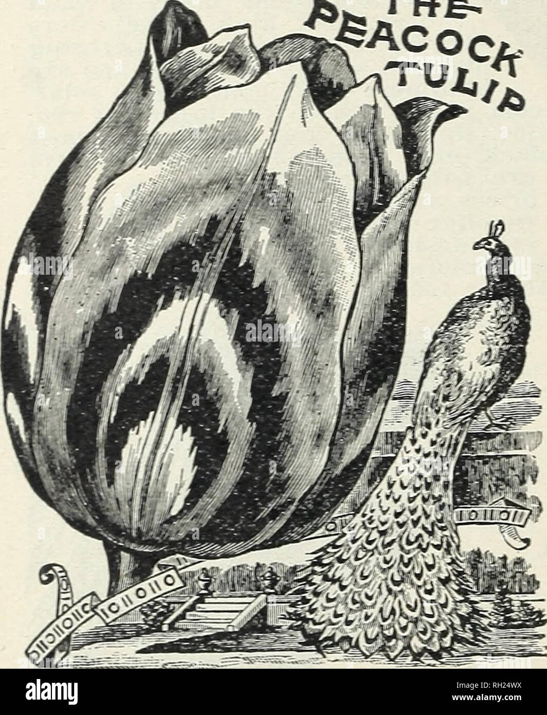 . Bulbs and plants : autumn 1904. Flowers Seeds Catalogs; Bulbs (Plants) Seeds Catalogs; Vegetables Seeds Catalogs; Nurseries (Horticulture) Catalogs; Plants, Ornamental Catalogs; Gardening Equipment and supplies Catalogs. ROUND BED OF SINGLE EARLY TULIPS. 5 Feet in Diameter, requir- ing- 120 bulbs planted 5 inches apart. Scarlet and yellow . .$2 25 Scarlet and white ..... 1 90 6 Feet in Diameter, requir- ing 170 bulbs planted 5 inches apart. Scarlet and yellow . .$3 25 Scarlet and white ... 2 75 ROUND BED DOUBLE EARLY TULIPS. 5 Feet in Diameter, requiring 120 bulbs planted 5 inches apart. Sca Stock Photo