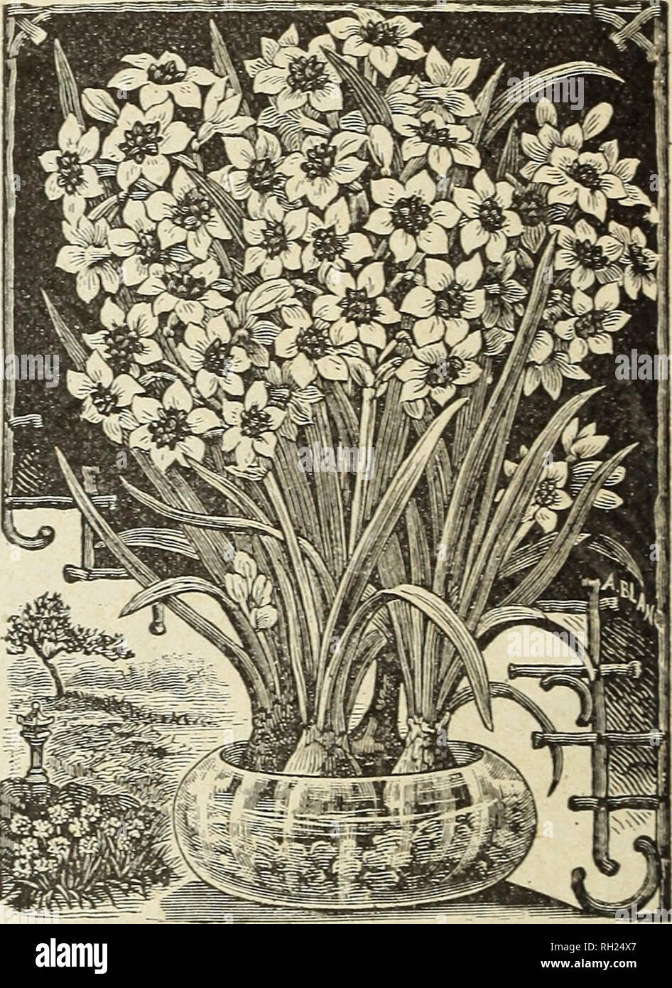 . Bulbs and plants : autumn 1903. Bulbs (Plants) Catalogs; House plants Catalogs. PAPER WHITE POLYANTHUS NABCISSTJS. Double Narcissus. Ea. Doz. Per 100 Albus Plenus Odoratus—Pare whits - eel scented, resem- 3 25 S1 50 Incomparable — Butter and Eggs sulphur yellow, sweet - ented 3 25 Orange Phoenix —White and orange 4 40 Von Sion —The finest of all double yellow Daffodils, used extensively for forcing as well as for bedding outdoors... 3 30 Double Nose von Sion—Large se.eeted bulbs that produce two or more flowers 4 40 Mixed 3 25 1 50 2 25 2 00 2 50 1 50 Polyanthus Narcissus. The Polyanthus var Stock Photo